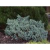 Juniperus squamata 'Blue Star' - Kék kúszó boróka