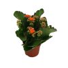 Kalanchoe 'Agnes' - Korallvirág