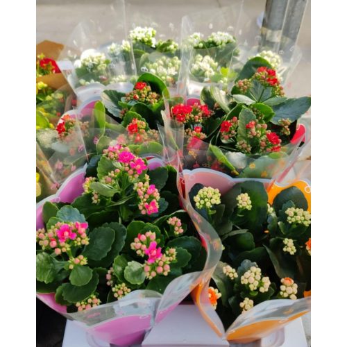 Kalanchoe mix  - Korallvirág