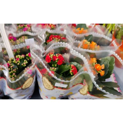 Kalanchoe mix  - Korallvirág