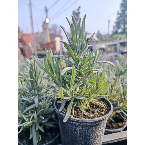 Lavandula angustifolia 'Munstead' - Levendula (magyar)