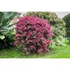 Loropetalum chinense 'Pipa's Red' - Kínai Rojtosvirág