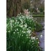 Leucojum aestivum 