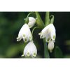 Leucojum aestivum 