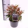 Leucothoe 'Carinella' - Fürtös hanga