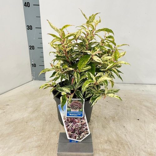 Leucothoe fontanesiana "Makiejaz" PBR  - Fürtöshanga