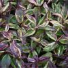 Leucothoe fontanesiana "Makiejaz" PBR  - Fürtöshanga