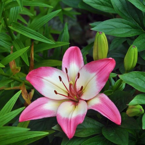 Lilium Asiatic pink-white - Aranycsíkos Liliom pink-fehér virághagyma 1db/cs.