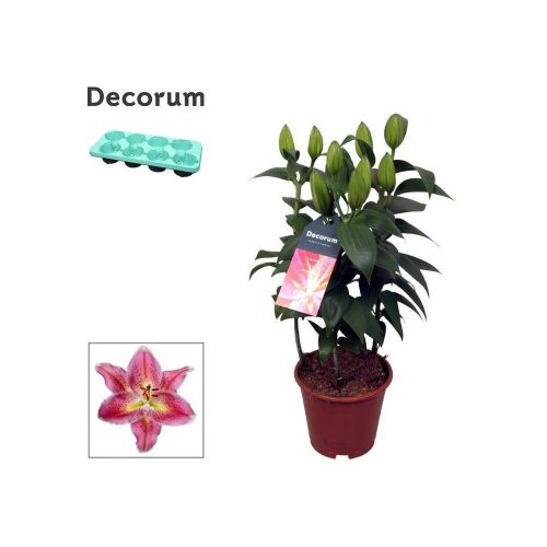 Lilium OR Reeleeze - Liliom