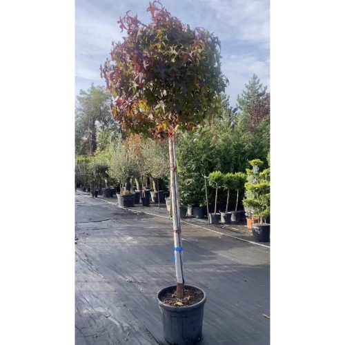 Liquidambar styraciflua 'Gum Ball' - Gömb ámbrafa törzses