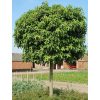 Liquidambar styraciflua 'Gum Ball' - Gömb ámbrafa törzses