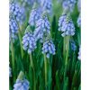 Muscari Armeniacum 'Atlantic' - Gyöngyike