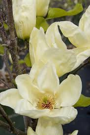 Magnolia brooklynensis 'Elizabeth' - Sárga virágú liliomfa