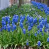 MUSCARI 'Blue Magic' - Gyöngyike