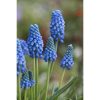 MUSCARI 'Blue Magic' - Gyöngyike