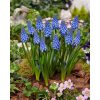 MUSCARI 'Big Smile' - Gyöngyike kék