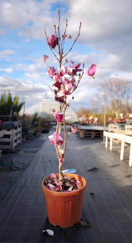 Magnolia Denudata 'Fragrant Cloud' - Liliomfa (illatos)