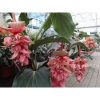 Medinilla magnifica 'Dolce Rossa' 2BUD - Pómpás Medinilla