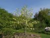 Magnolia denudata 'Yellow River' – Liliomfa