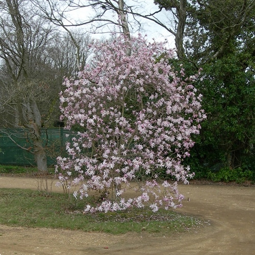 Magnolia loebneri 