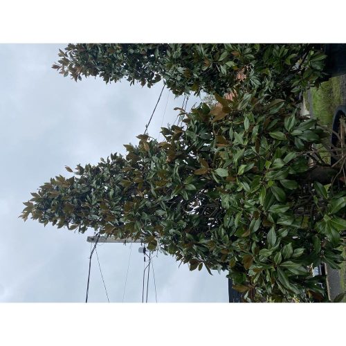 MAGNOLIA GRANDIFLORA GALLISONIENSIS 5m