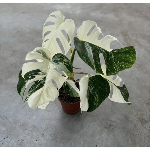 Monstera Deliciosa Variegata 'Super White' - Fehér foltos könnyezőpálma