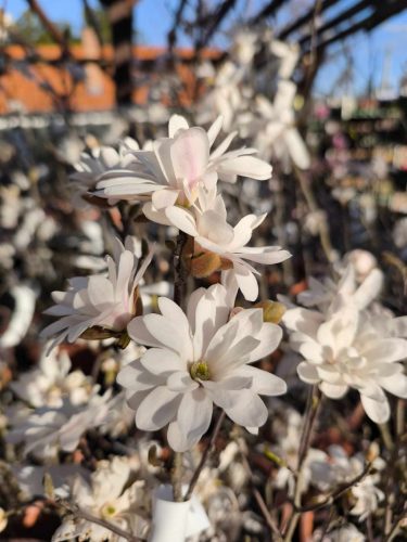 Magnolia stellata – Fehér csillagvirágú liliomfa