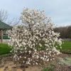 Magnolia stellata – Fehér csillagvirágú liliomfa