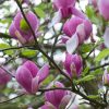 Magnolia 'Susan' – Nagyvirágú liliomfa