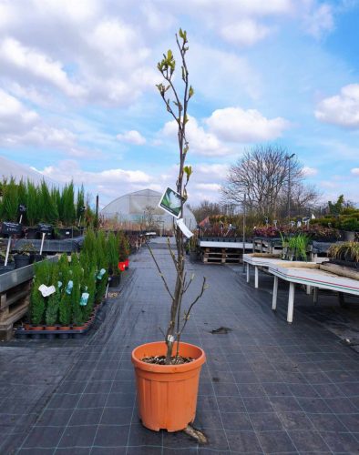 Magnolia x soulangeana 'Alba Superba' – Nagyvirágú liliomfa