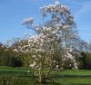 Magnolia x soulangeana 'Alba Superba' – Nagyvirágú liliomfa