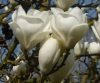 Magnolia x soulangeana 'Alba Superba' – Nagyvirágú liliomfa