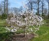  Magnolia stellata – Fehér csillagvirágú liliomfa (törzses)