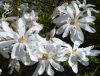  Magnolia stellata – Fehér csillagvirágú liliomfa (törzses)