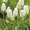 MUSCARI 'White Magic' - Gyöngyike