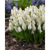 MUSCARI 'White Magic' - Gyöngyike