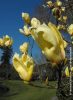 Magnolia 'Yellow Lantern' - Sárga virágú liliomfa