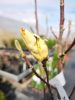 Magnolia 'Yellow Lantern' - Sárga virágú liliomfa