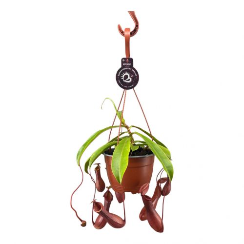 Nepenthes Alata - Kancsóka