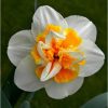 Narcissus 'Peach Swirl' - Nárcisz