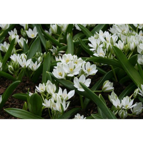 Ornithogalum Balansae - Ernyős sárma