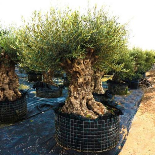 Olea Europaea 'Bonsai - Malla' - Olajfa