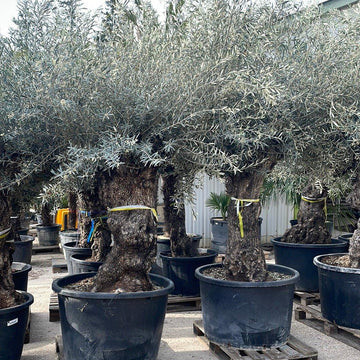 Olea Europaea 'Bonsai - Ramificado' - Olajfa