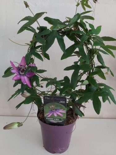 Passiflora 'Amethyst Beauty' - Golgotavirág