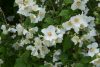 Philadelphus 'Belle Etoile' – Gyönyörű csillag jezsámen