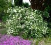 Philadelphus 'Belle Etoile' – Gyönyörű csillag jezsámen