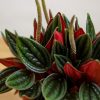 Peperomia Caperata  'Rosso' - Törpebors