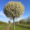 Prunus eminens 'Umbraculifera' - Gömbkoronájú csepleszmeggy