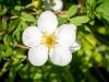 Potentilla fruticosa 'Abbotswood' - Cserjés pimpó