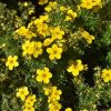 Potentilla fruticosa 'Goldfinger' - Cserjés pimpó